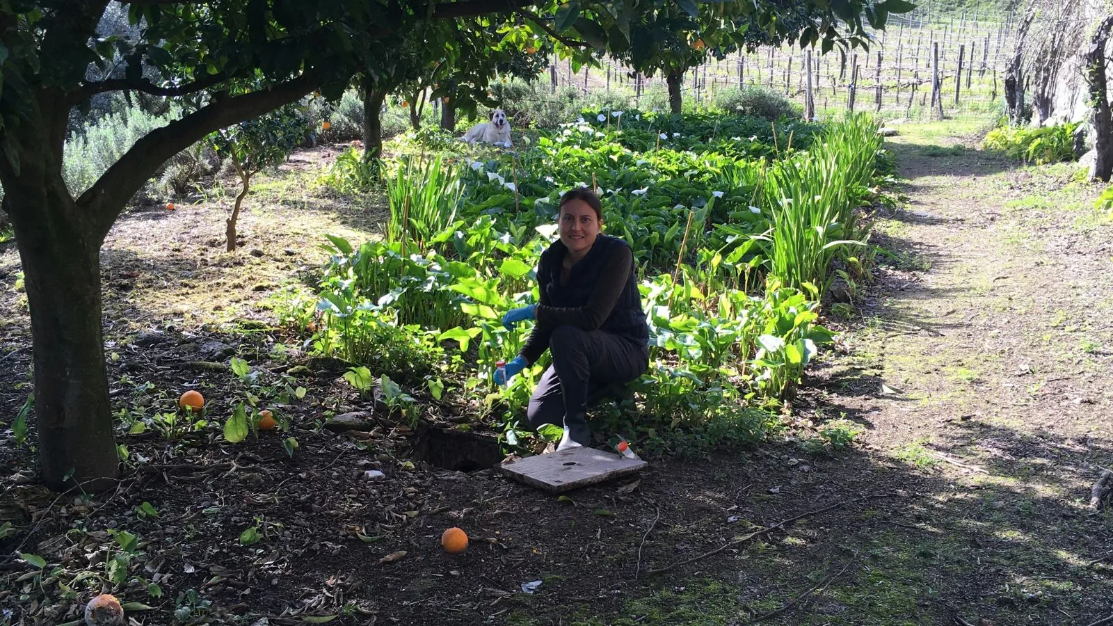 green infrastructure and water management