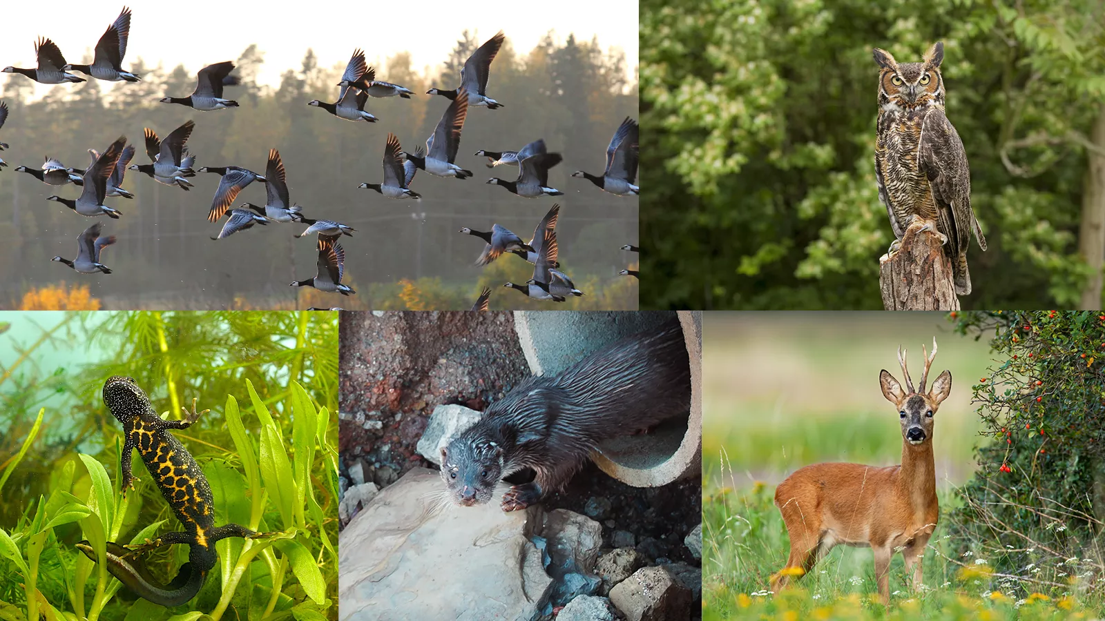 Different animals